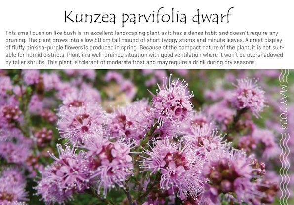Kunzea parvifolia dwarf