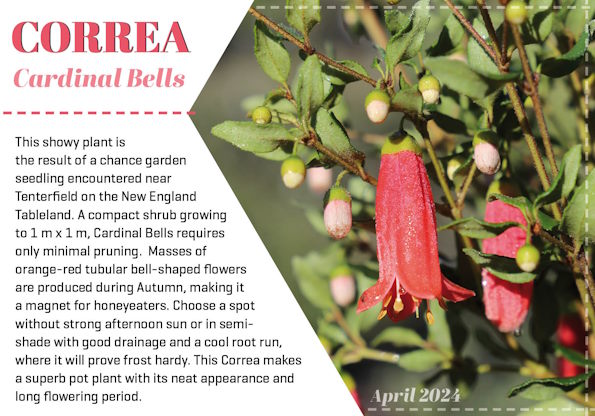 Correa Cardinal Bells