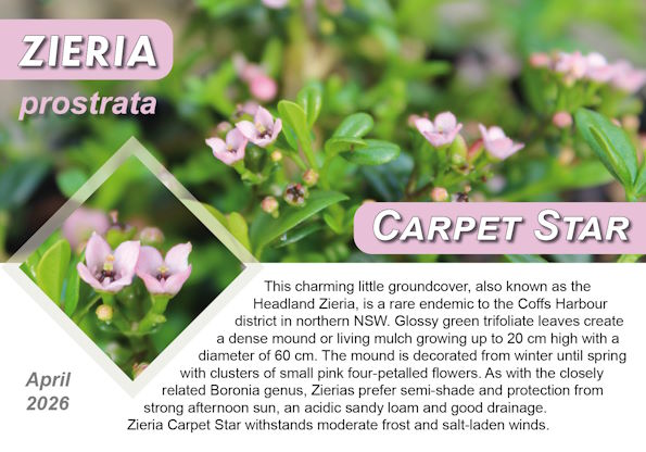 Ziera prostrata Carpet Star