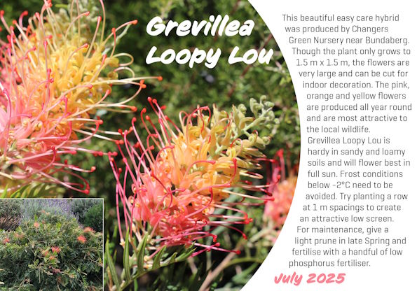 Grevillea Loopy Lou