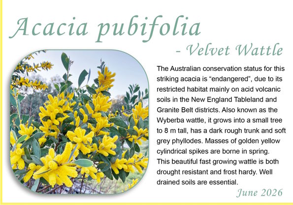 Acacia pubifolia