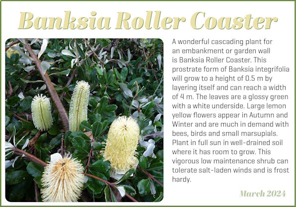 Banksia Roller Coaster