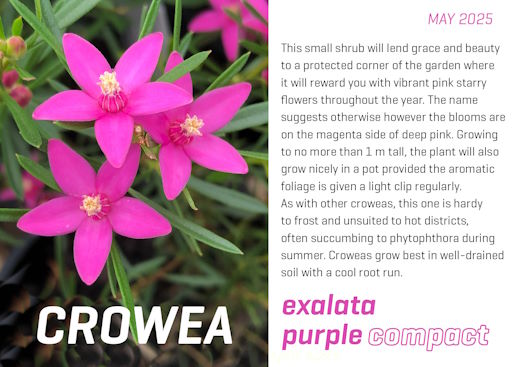 Crowea exalata purple compact