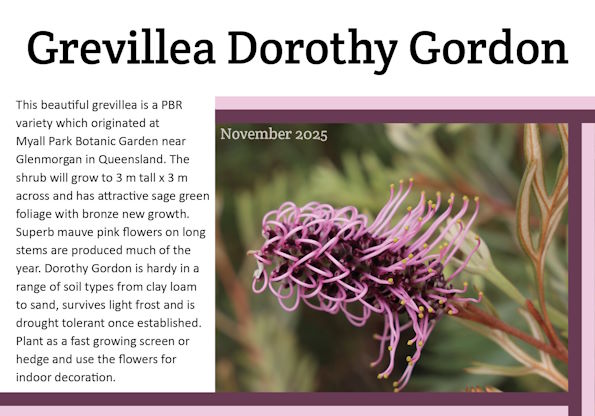 Grevillea Robyn Gordon