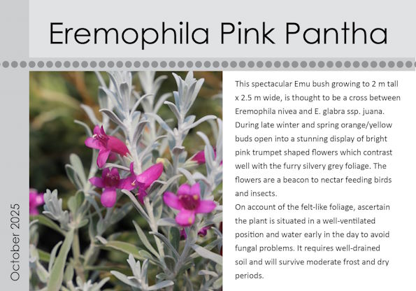 Eremophila Pink Pantha