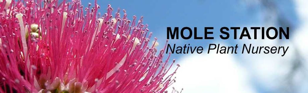 Mole Nursery Plant Database