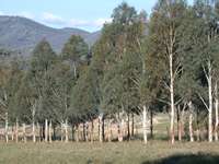 Eucalyptus at Mole Station