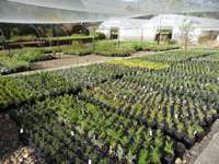 The nursery growing area