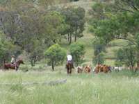 Droving cattle at Mole Station