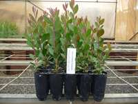 Hiko plants at Mole Nursery