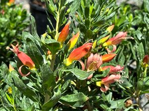eremophila glabra ssp carnosa red frost